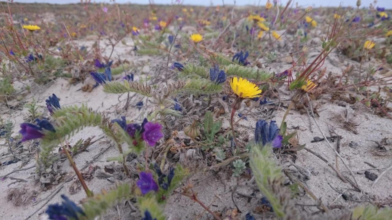דירות סן פדרו דל פינטר El Molino De Viento Flat מראה חיצוני תמונה